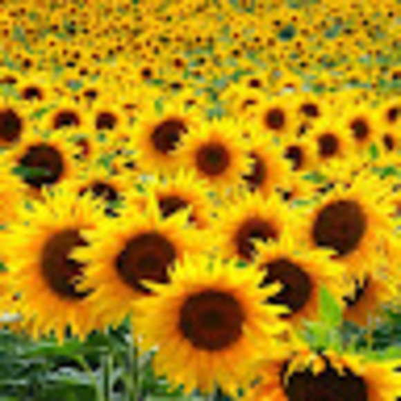 Meet your Posher, Ariel - Picture 1 of 1